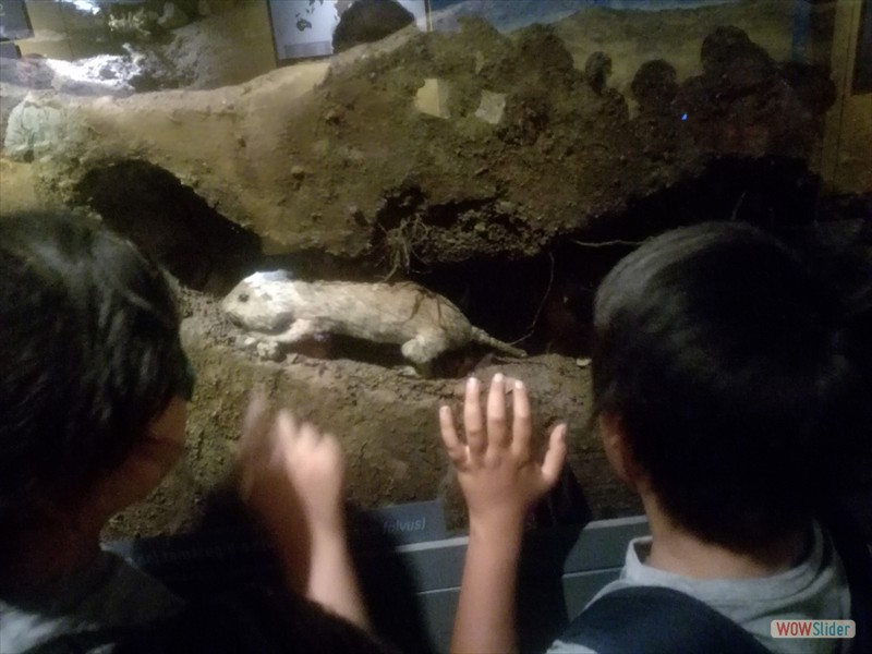 Museo Historia Natural 